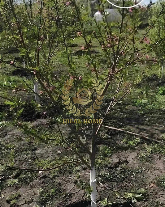 Продаж Будинок 3-кімнатний на Киевская ул. Ксаверовка - изображение 6