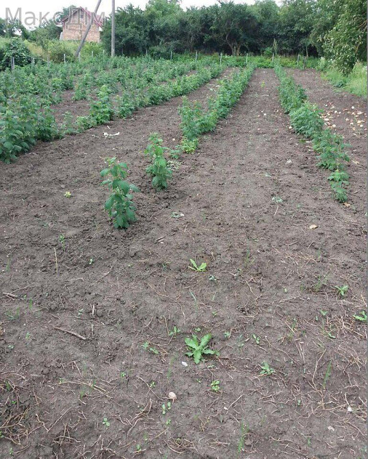 Продаж Будинок 1-кімнатний на Кутянська середня пров. Великий Глибочок - фото 2