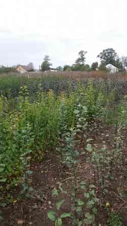 Продаж земельної ділянки 18 соток Вороньківка