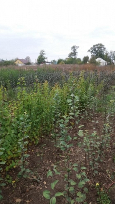 Продаж земельної ділянки 18 соток Вороньківка - фото 1