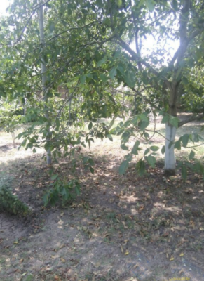 Продаж земельної ділянки 6.5 соток на ул. Новороссийская, 13/6 Лиманка