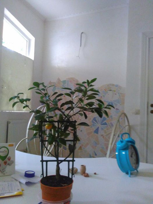 Отдельностоящий трехэтажный флигель в пять уровней в самом сердце Одессы!!! Одеса - фото 11