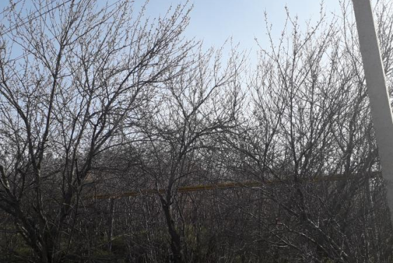 Участок с домом около Нати Нерубайське