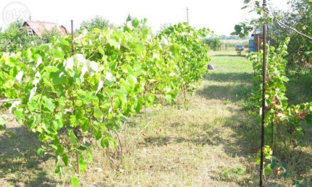 Продаж земельної ділянки 18 соток  - фото 10