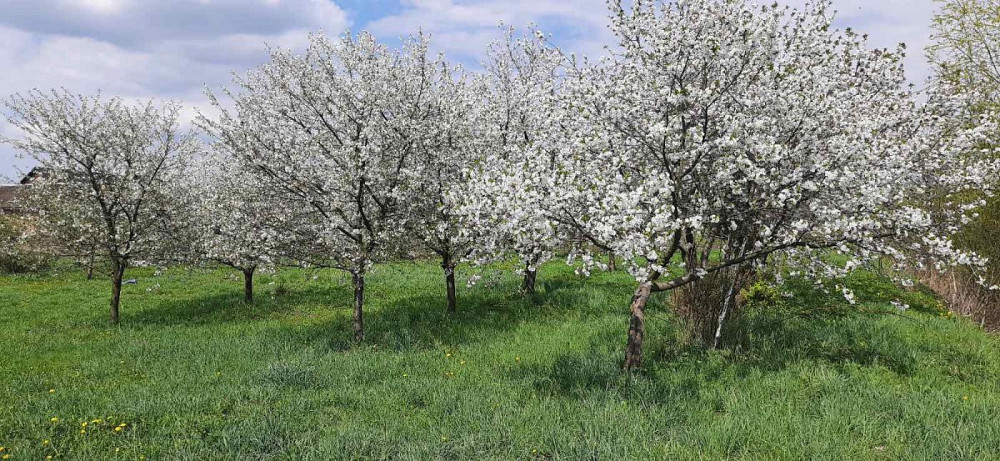 Продаж Квартира на улица Польова 6 Ременов - изображение 13