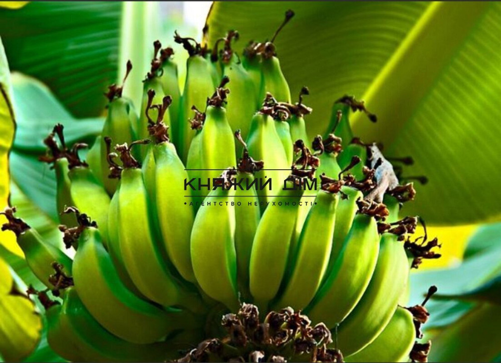 Продажа дома под жилье или бизнес пгт Большая Дымерка. № 2210662  - фото 10