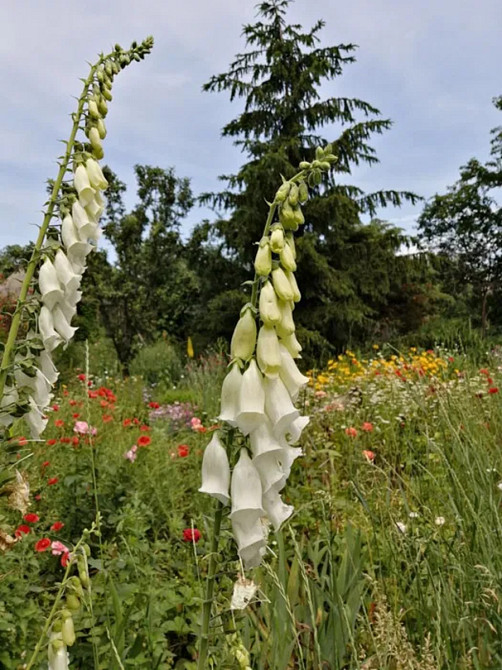 Продається будинок з ексклюзивною земельною ділянкою в центрі міста. Кропивницький - фото 13