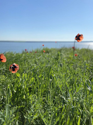 Продаж земельної ділянки 0.1 соток на ул. Южная, 18 Холодна Балка - изображение 7