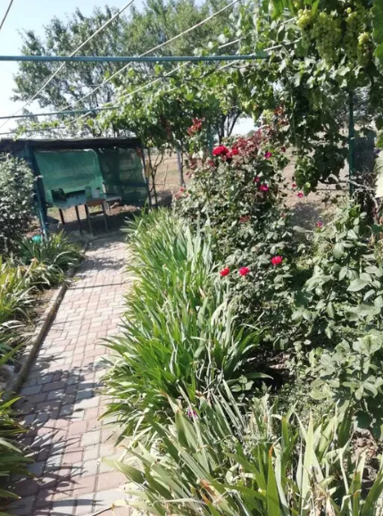 Продам дом с газом и удобствами в с.Луговое (Николаевская обл., 12 км до Коблево) Лугове - фото 18