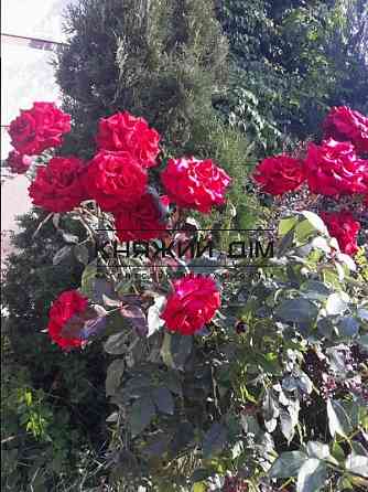 Дом под ключ 180 кв.м. с дизайнерским ремонтом. Музичі