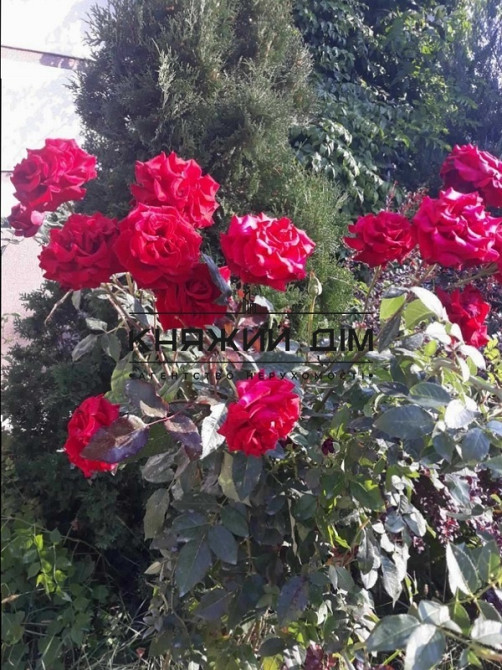 Дом под ключ 180 кв.м. с дизайнерским ремонтом. Музичі - фото 3