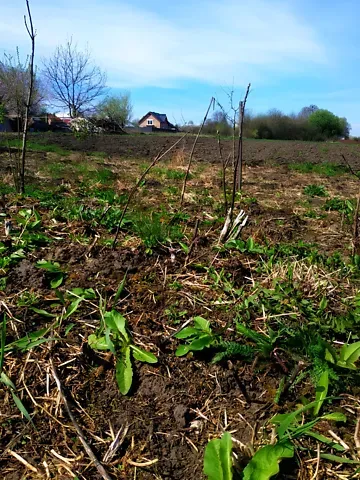 For sale land plot  area 23 ares Залізнична бічна вулиця  - photo 6