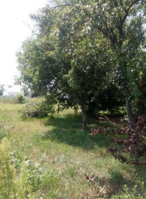 Продаж земельної ділянки 25 соток Сеньківка - фото 3