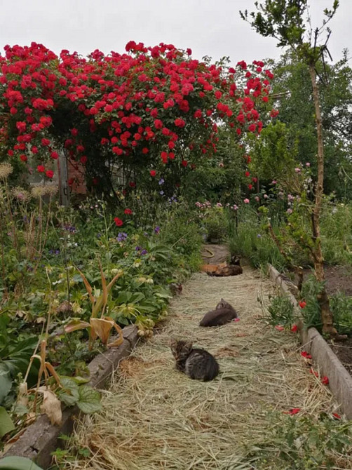 Продається будинок з ексклюзивною земельною ділянкою в центрі міста. Кропивницький - фото 14