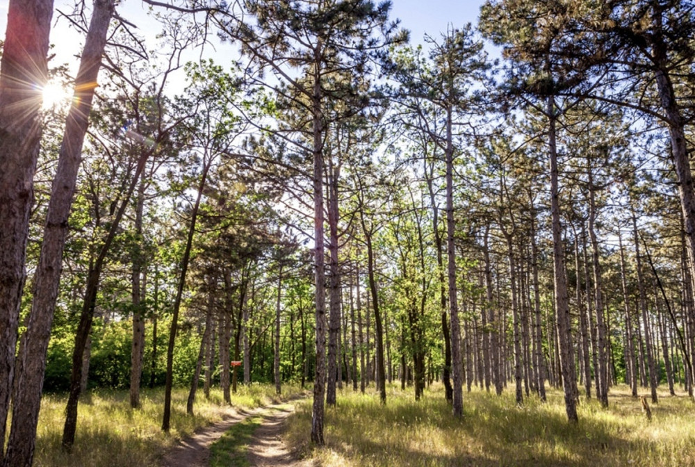 Продаж земельної ділянки 25 соток Odessa - photo 14