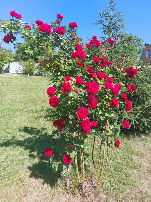 Продам дачу. селище Кондаурове Кропивницький - фото 3