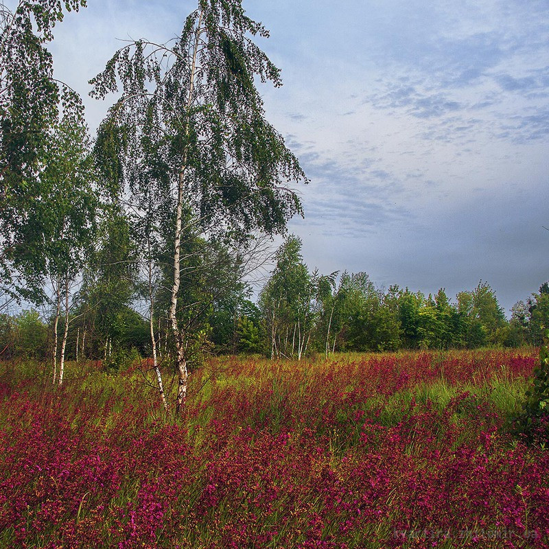 Продаж земельної ділянки 16 соток на Дениші Житомир - изображение 1
