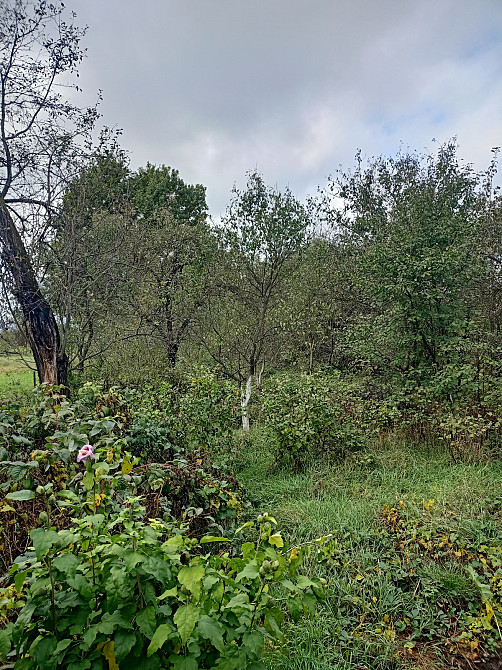 Продаж Будинок на Вільшанецька Тисмениця - фото 13