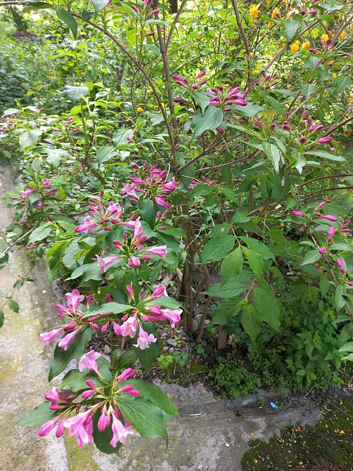 Продаж Квартира 1-кімнатна, 2/5 поверх на вул. Ціолковського Житомир - фото 13