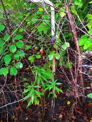 Продажа земельного участка  площадь 6 сот Вишнева вулиця  - изображение 7