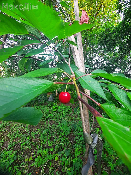 Продаж Будинок 4-кімнатний на вул. Березова Великая Березовица - изображение 8