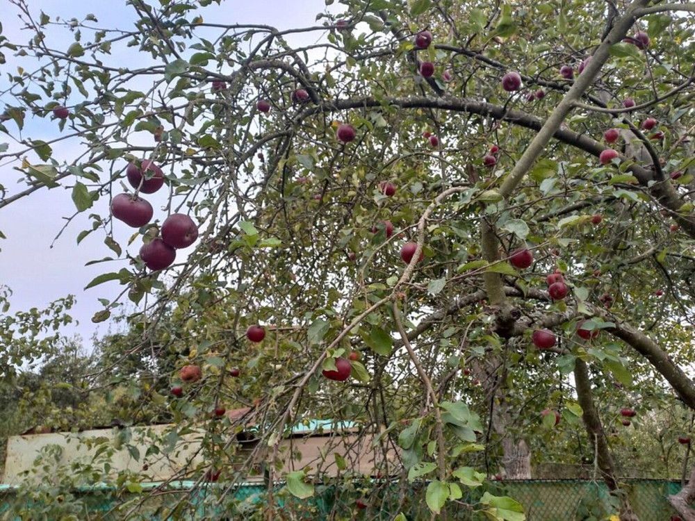 Продаж Будинок Сосонка - фото 6