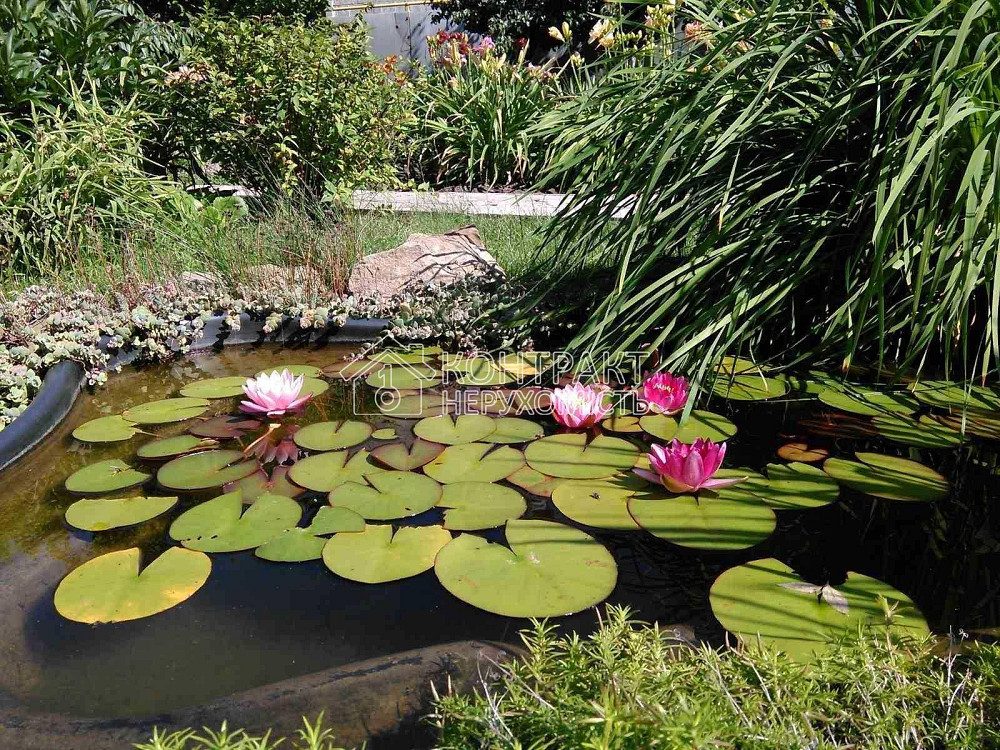 Продаж Будинок 6-кімнатний на вул. Нємкіна Pokotylivka - photo 7