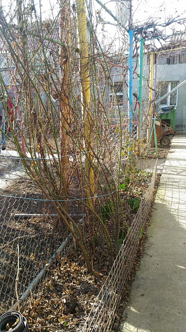 Продаж земельної ділянки 0.1 соток на ул. Набережная, 6 Dobrooleksandrivka - photo 8