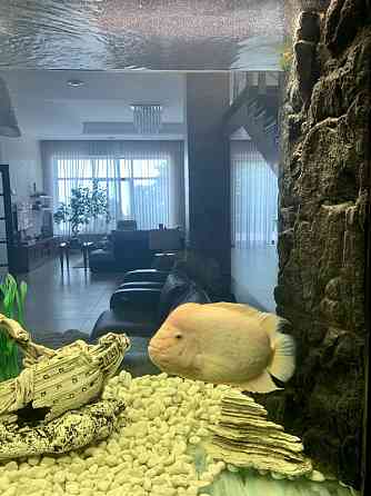 Продаж Будинок Odessa