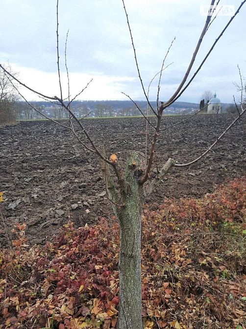 Продаж земельної ділянки 40 соток  - фото 14