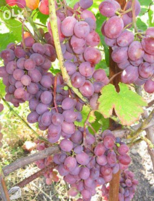 Продаж земельної ділянки 18 соток  - фото 9