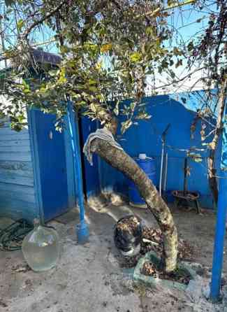 Дача в Черноморке. Одеса