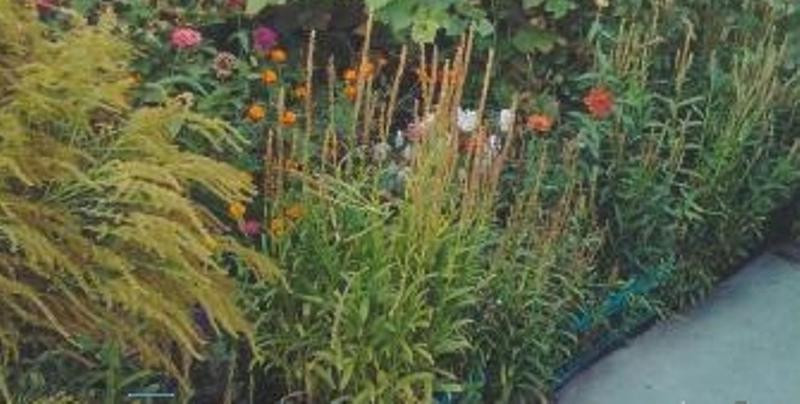 Продаж земельної ділянки 0.1 соток на ул. Виноградна, 36 Молодіжне - фото 7