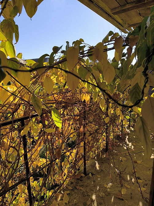 Продается участок с домом с ландшафтным дизайном на Таирова Odessa - photo 9