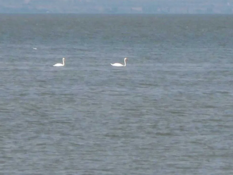 Продам дачу на берегу Б.Днестровского лимана Moloha - photo 11