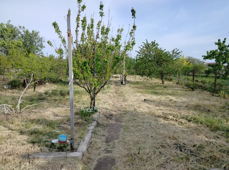 Продам участок с домом в с. Корсунцы. Корсунці - фото 3