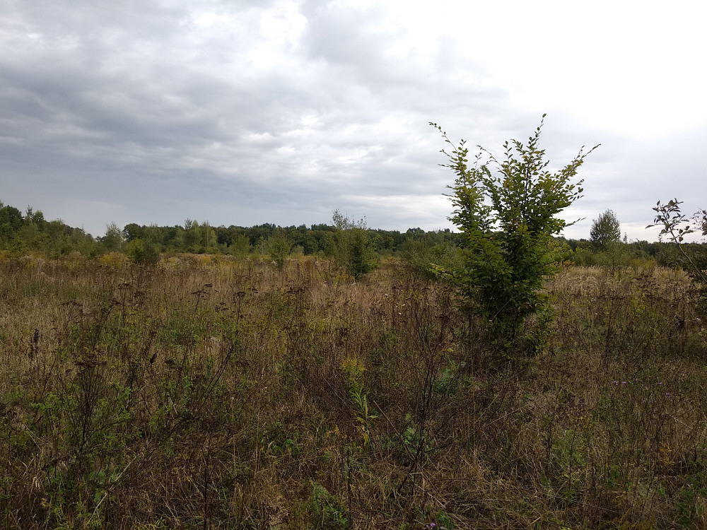 Продаж земельної ділянки 35.3 соток Pavlivka - photo 2