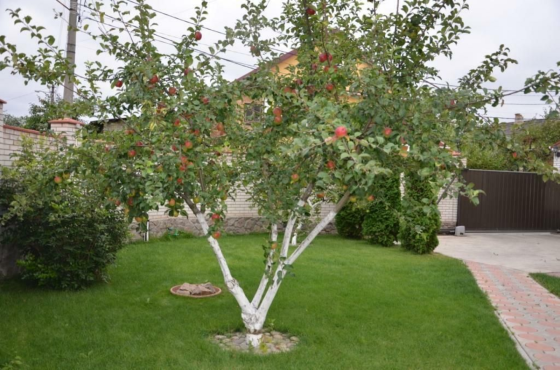 Продаж Будинок на Федьковича Kiev