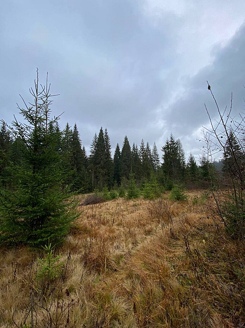 Продаж земельної ділянки 1 га  - photo 3