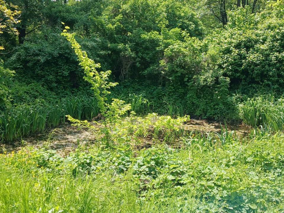 Продаж 1-поверховий Дача  45 кв.м 2 кімн. на вул. Броварська, Деньги - фото 8