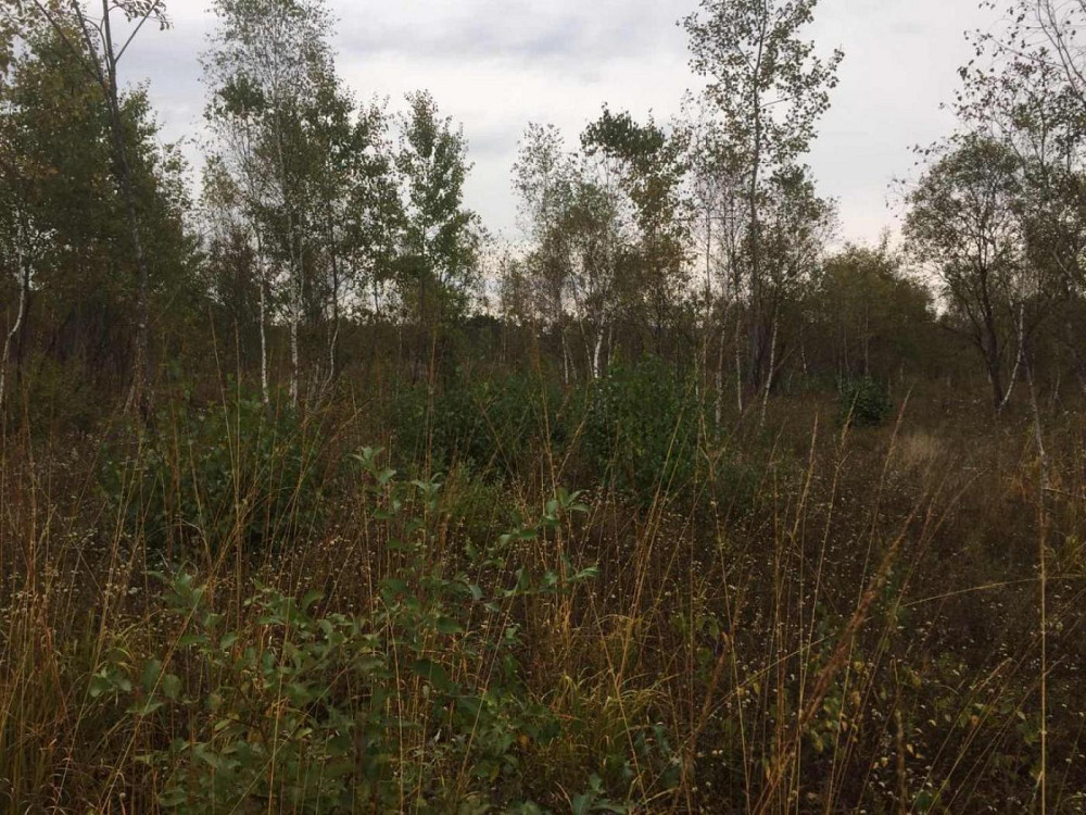 Продаж земельної ділянки 75 соток на вул. Шевченка Верхнє Синьовидне - фото 6