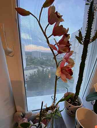 Продаж 2к Квартира 56 кв.м Релакс Zhytomyr