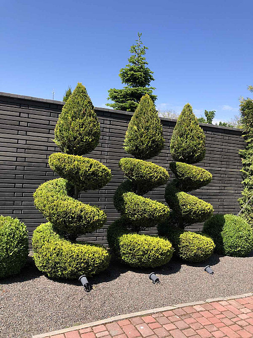 Сосновый берег Фонтанка - фото 5