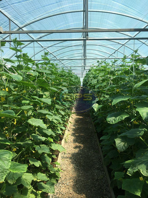 Продаж земельної ділянки 4.63 га Олександрівка - фото 3