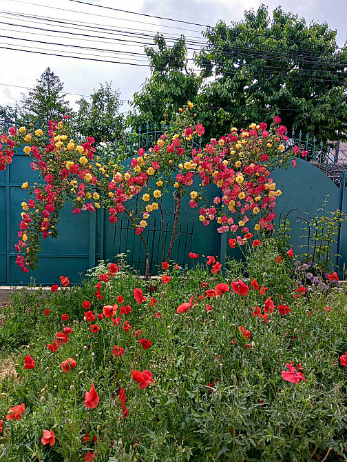 Продаж земельної ділянки 0 соток на Вишневый Сад ( пер. Ботанический), 87 Молодіжне - фото 15