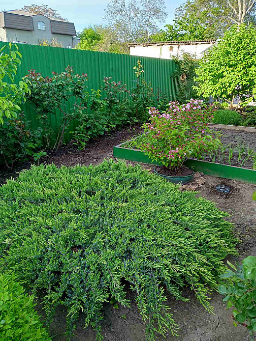 Продаж земельної ділянки 0 соток на Вишневый Сад ( пер. Ботанический), 87 Молодіжне - фото 17