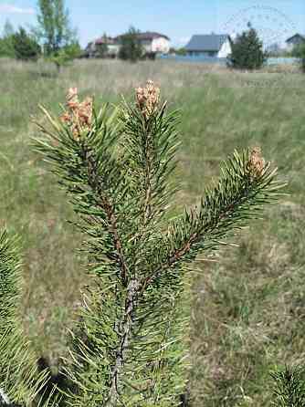 Продаж земельної ділянки 15 соток на 40-річчя Перемоги вул. (Івана Мазепи) 