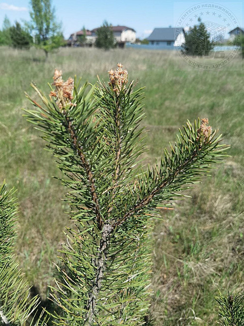Продаж земельної ділянки 15 соток на 40-річчя Перемоги вул. (Івана Мазепи)  - photo 3