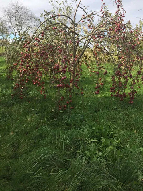Продаж Будинок Горохолина - изображение 15