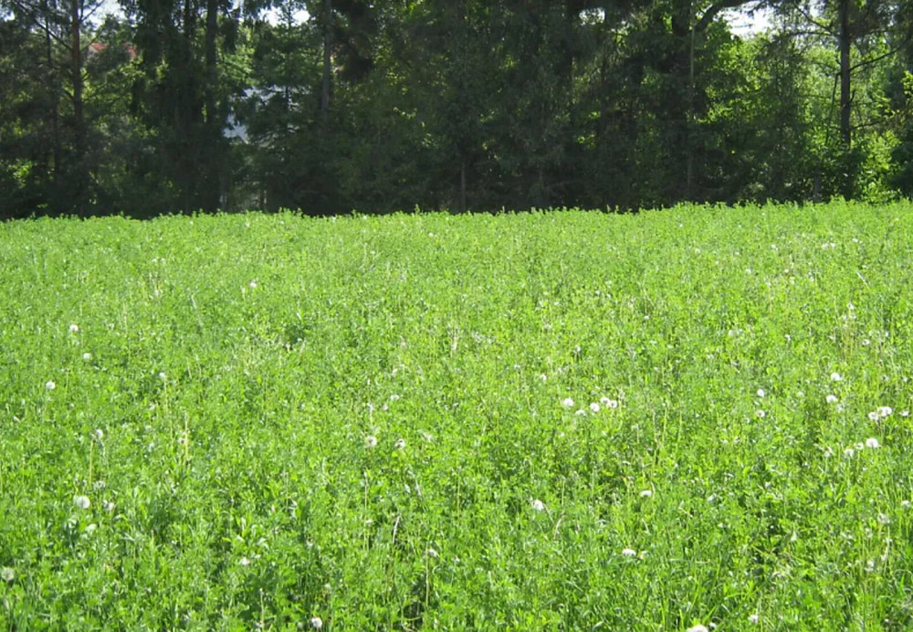 Продаж земельної ділянки 27 соток  - изображение 3